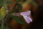 Florida calamint